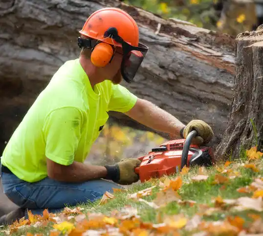 tree services Tonka Bay